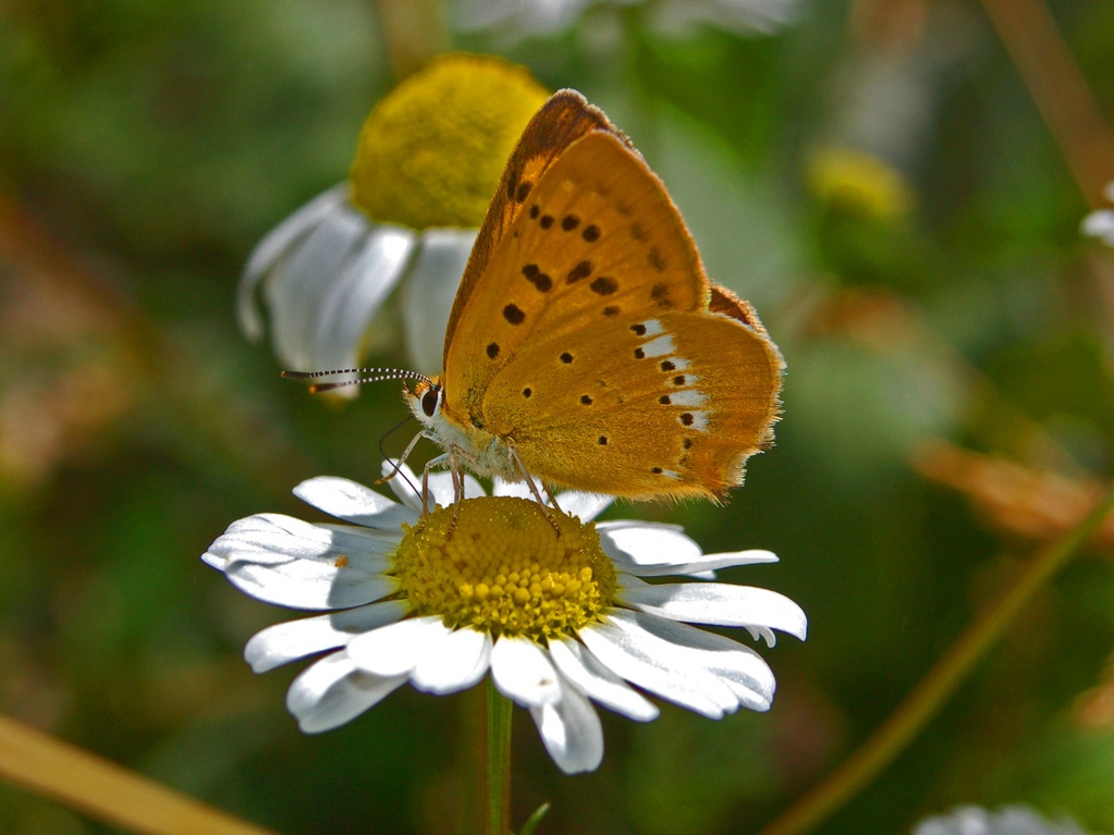 Lycaena virgaureae